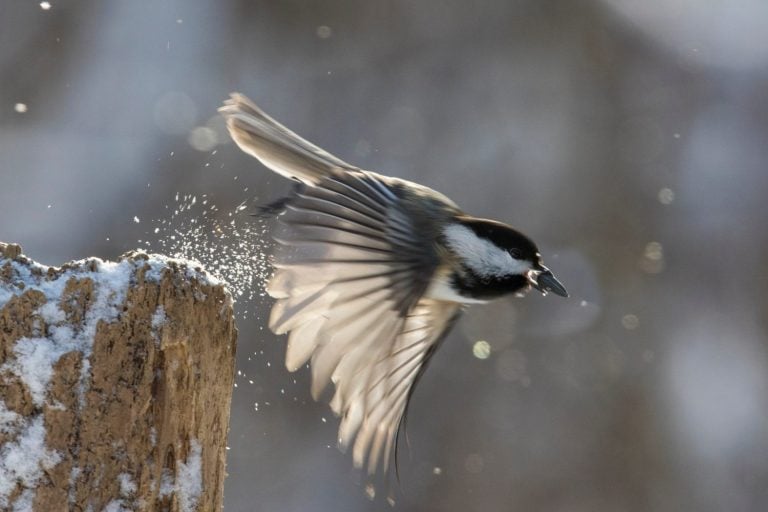 black capped chickadee in winter