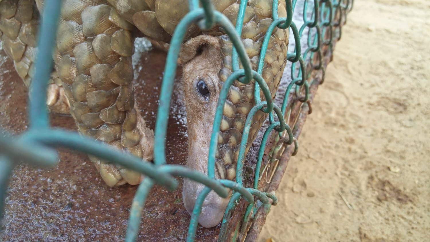 Rescued Indian Pangolin or Anteater in a cage
