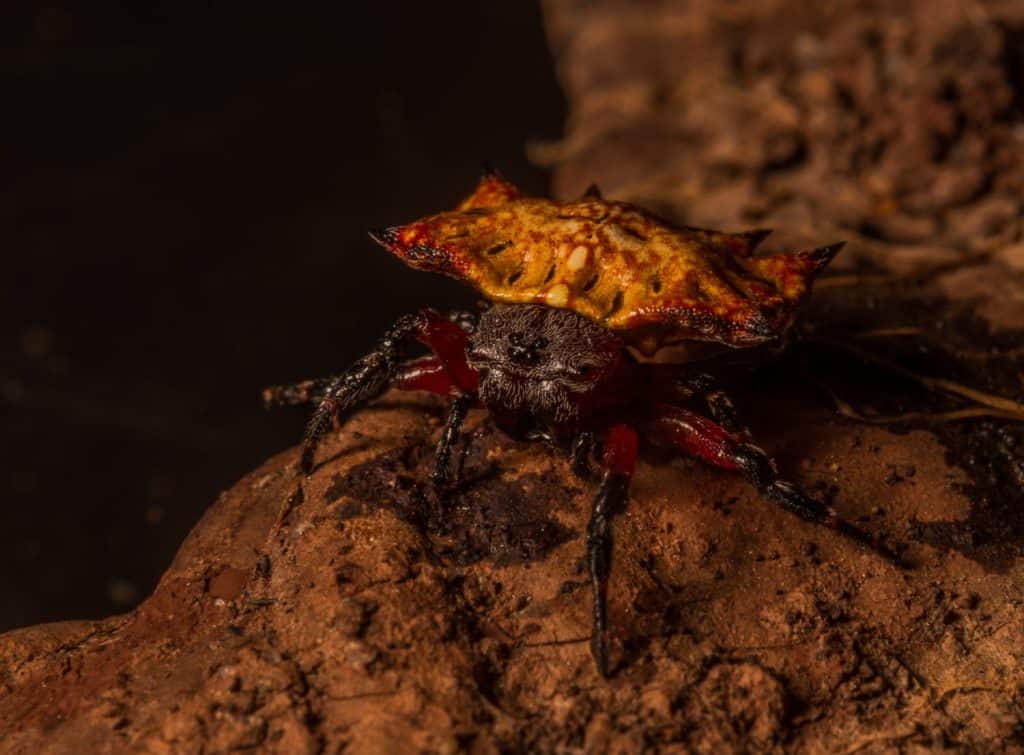 kite spider looking for food