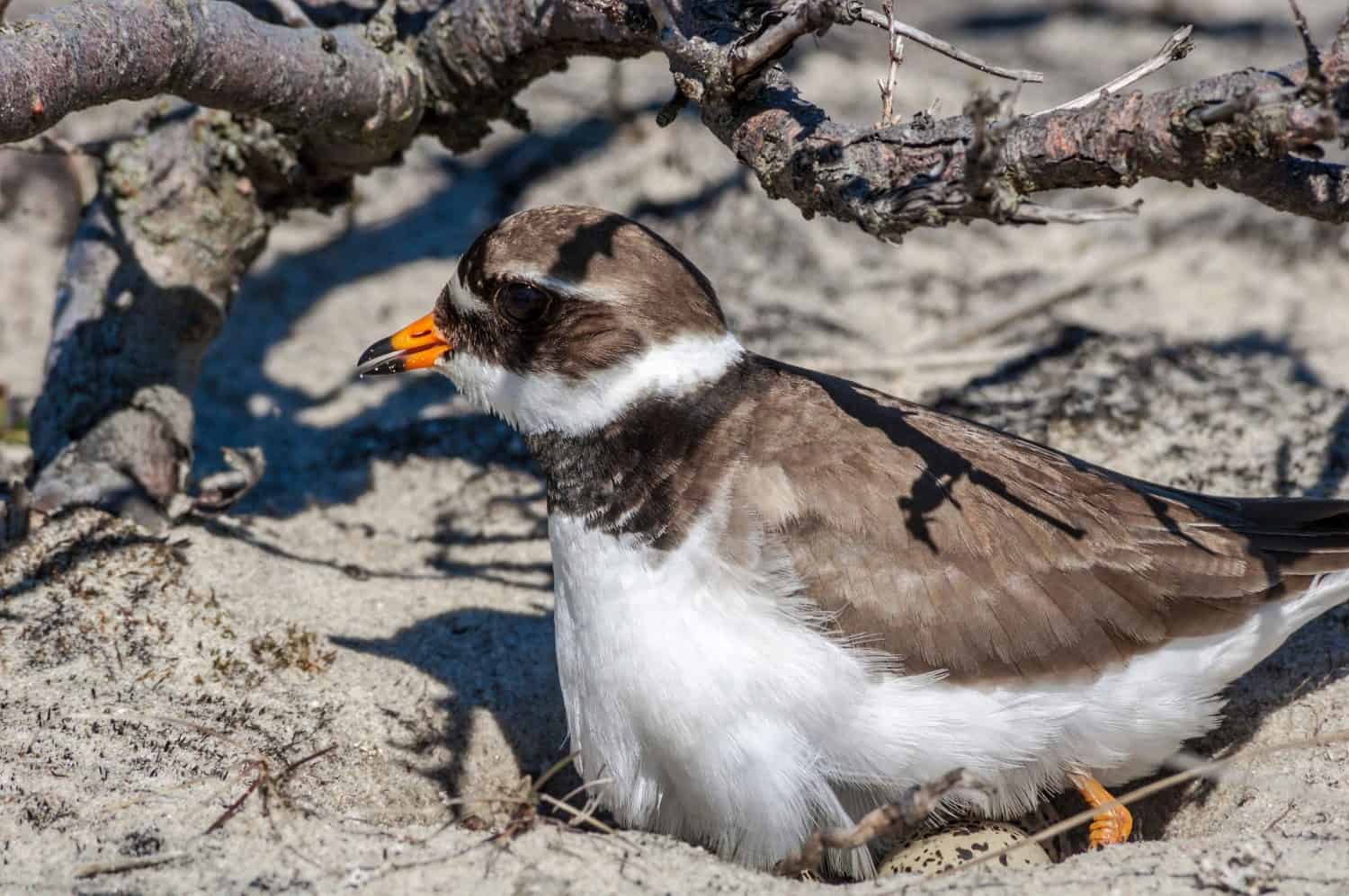 Ringed Plover (Charadrius hiaticula) at nest. Barents Sea coast area, Timan tundra, Nenets Autonomous Okrug, Arkhangelsk Region, Russia