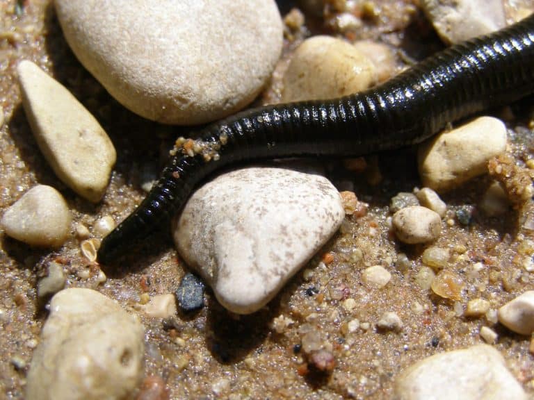 A leech on sand