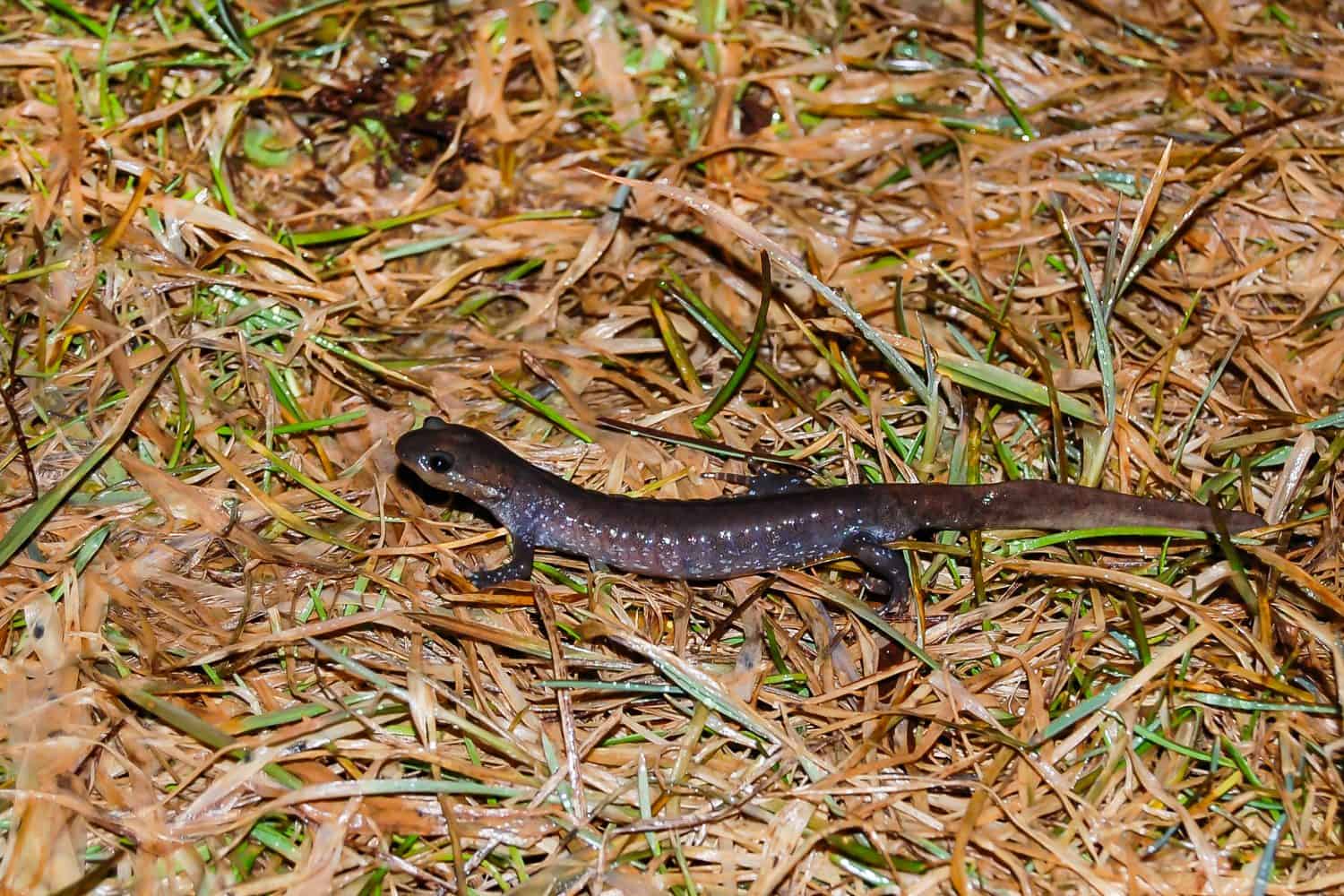 Jefferson Salamander (Ambystoma jeffersonianum)