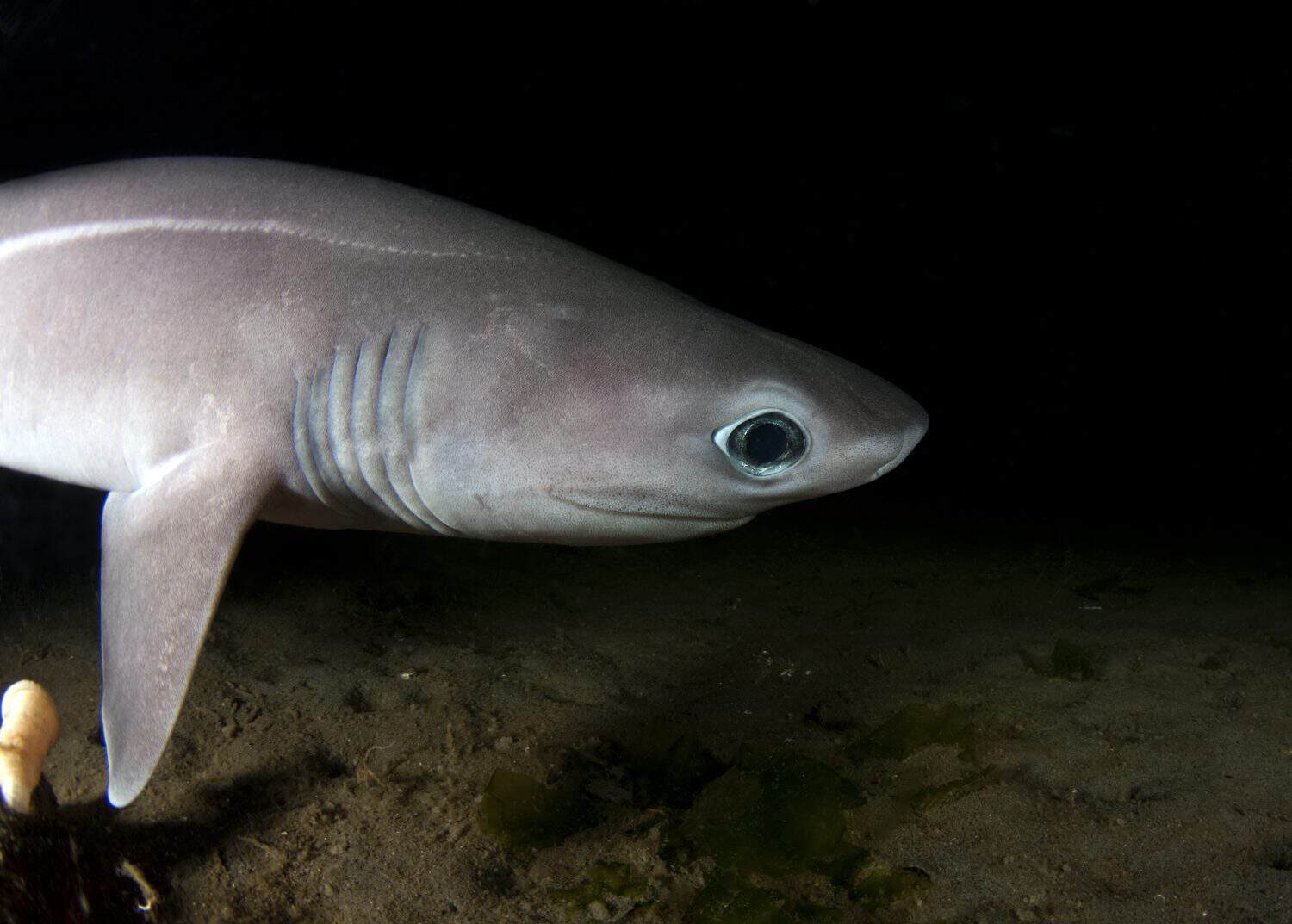 A very rare shot of a sixgill shark pup