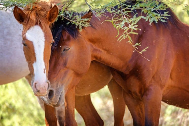 Closeup of two wild horses with faces together in an expression of love and affection