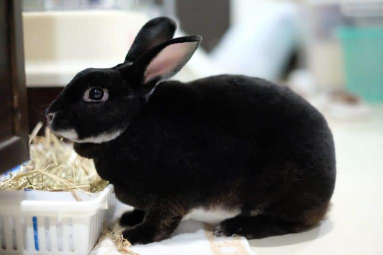 The black rabbit is eating the dried glass from the basket.