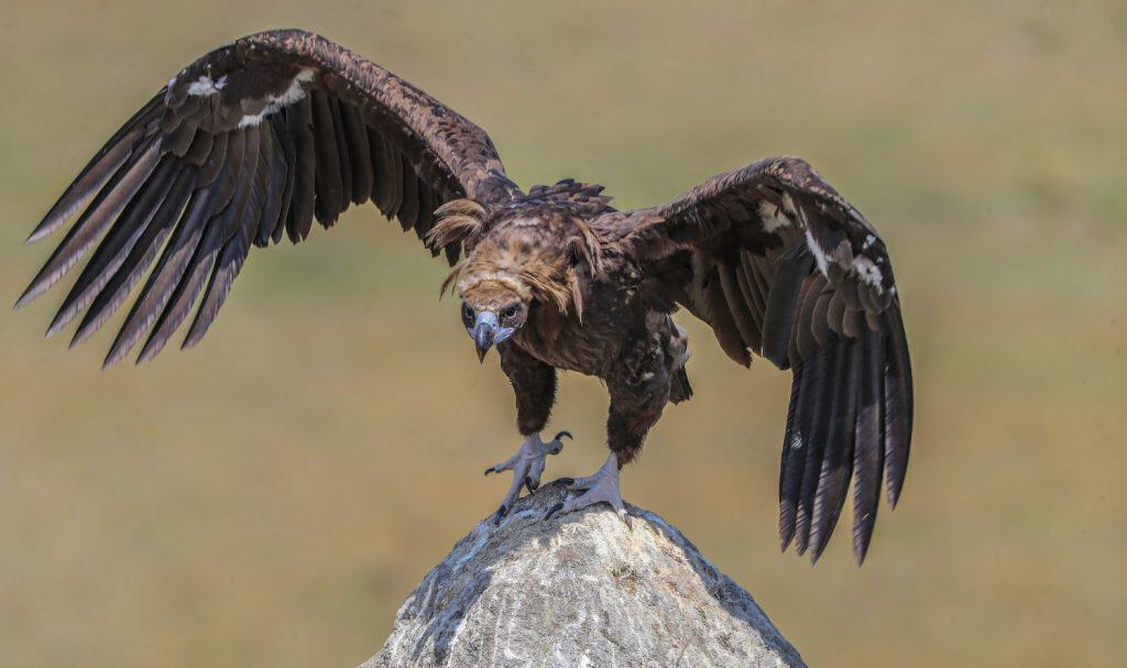 Cinereous Vulture Aegypius monachus Eurasian Black Vulture