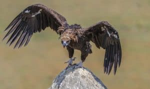Cinereous Vulture Aegypius monachus Eurasian Black Vulture