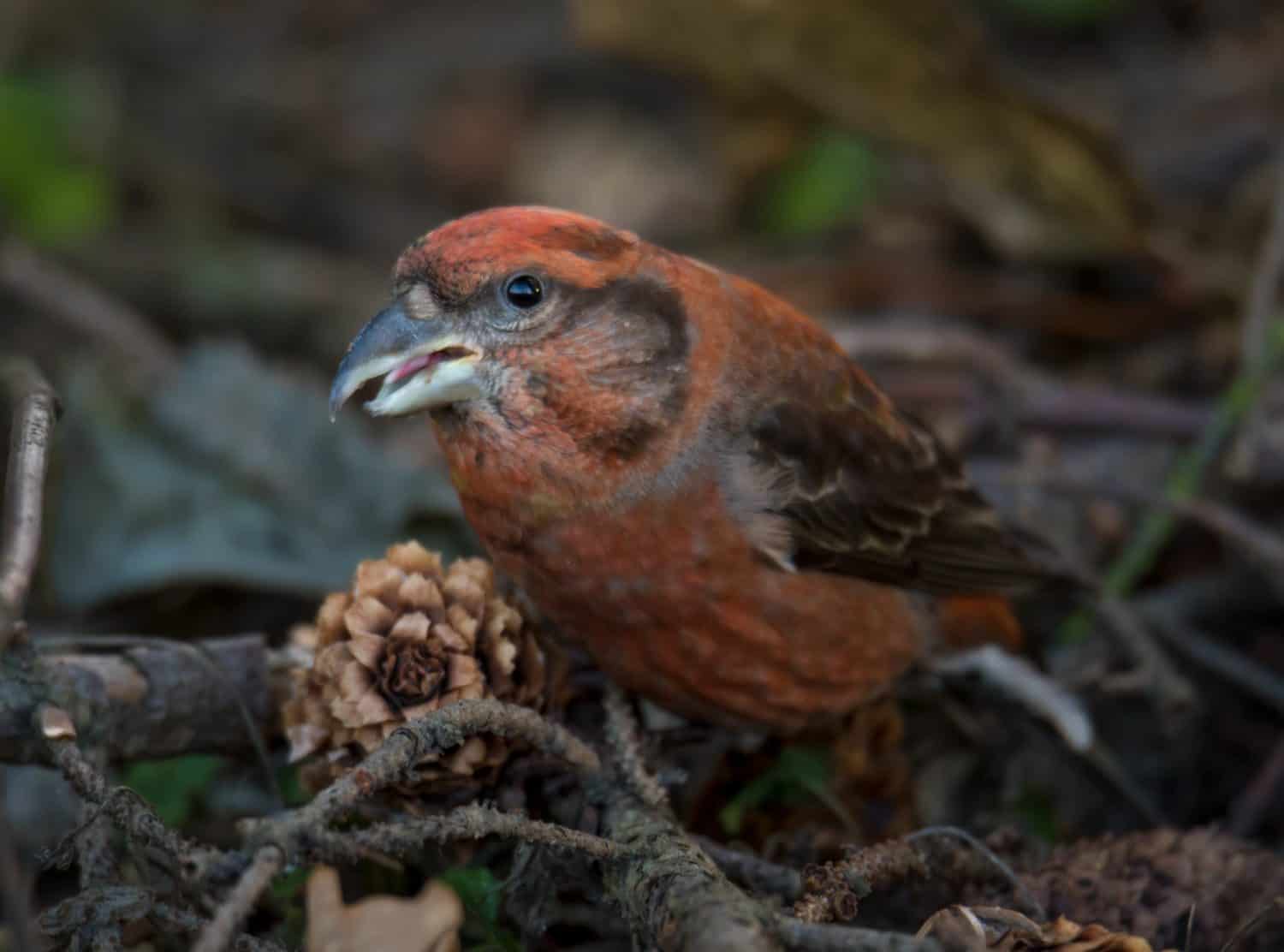 Red crossbill eating seeds from pinecone