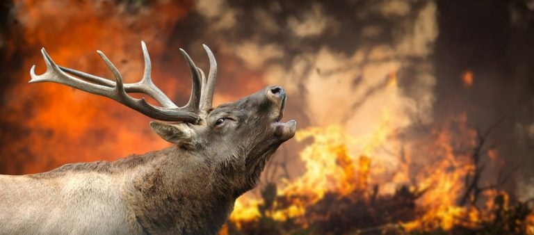 Deer stands in burning forest