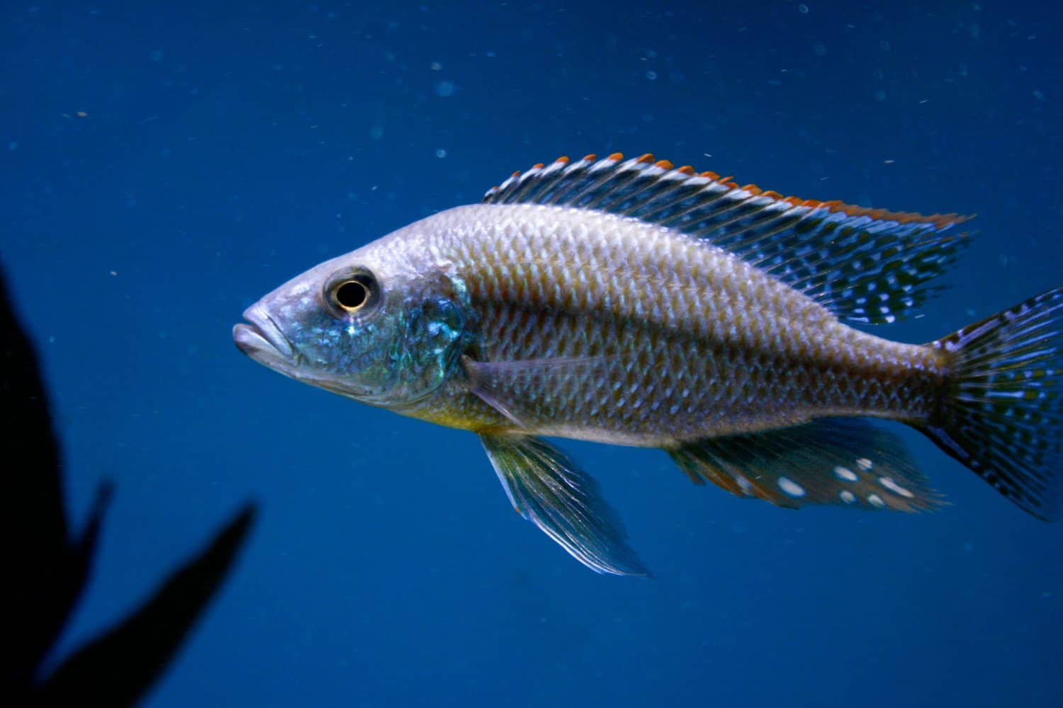 Dimidiochromis strigatus- Malawi Eye Biter - Lake Malawi Cichlid - Haplochromis - Malawi Predators