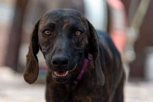 Plott Hound Dog Puppy Rescued from Texas Arrive at Colorado Animal Shelter Looking for Adoption and a Forever Home