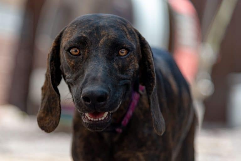 Plott Hound Mix