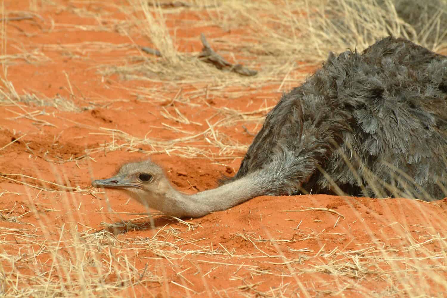 Female Ostrich (Struthio camelus) in the red Sand of the Kalahari Wilderness Namibia Africa