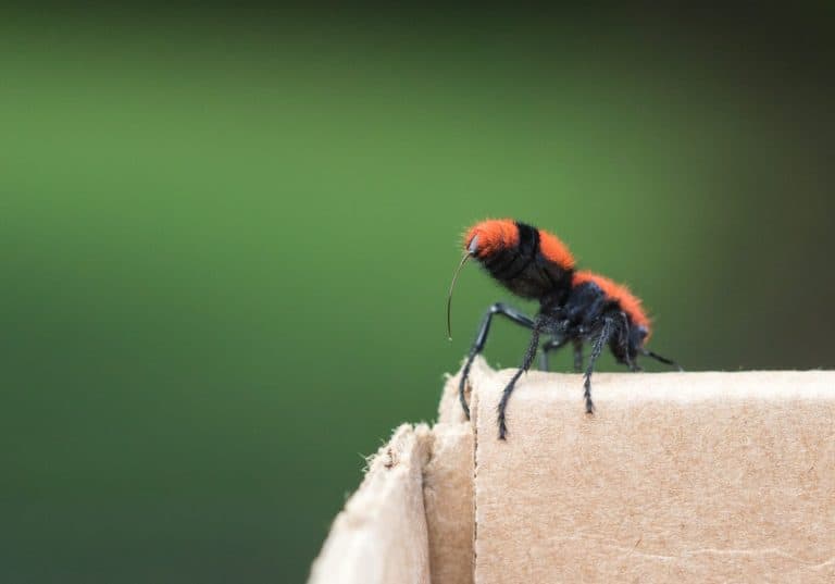 Cow Killer/Wingless Wasp Threatening With Extended Stinger