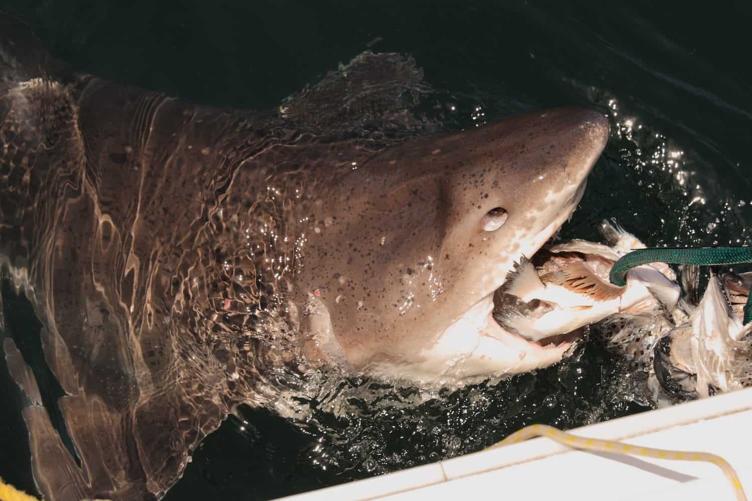 broadnose sevengill shark, Notorynchus cepedianus, taking the bait, Seal Island, False Bay, South Africa, Atlantic Ocean