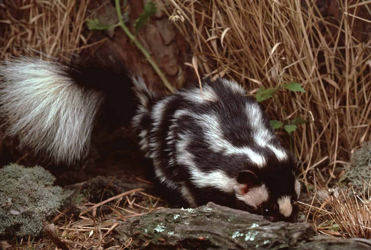 Eastern Spotted Skunk (Spilogale Putorius)