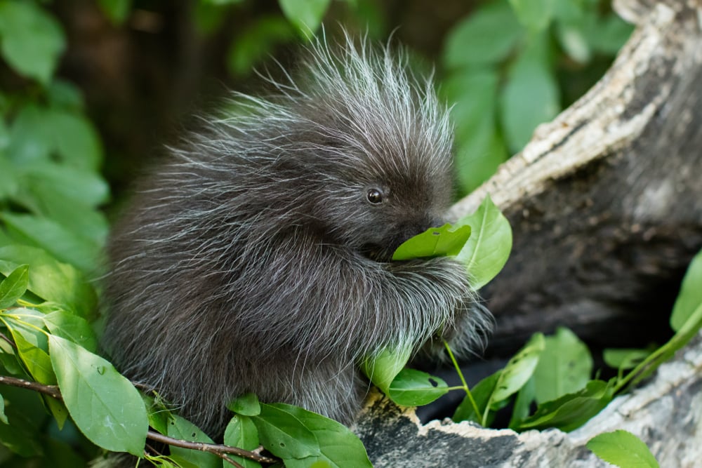 a very young baby north American porcupine, porcupette, sitting on a tree stump eating flowers with green vegetation in background. close up, portrait. scientific name Erethizon dorsatum.