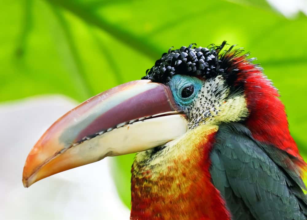 colorful bird