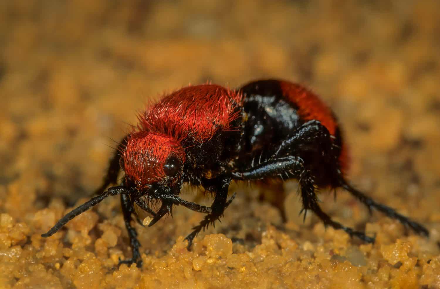 Female cow-killer velvet "ant" (Dasymutilla occidentalis) on the prowl for a bumble bee nest. Large (2.5 cm) wasp lays eggs in nest of bees; larvae hatch and feed on larval bees. 