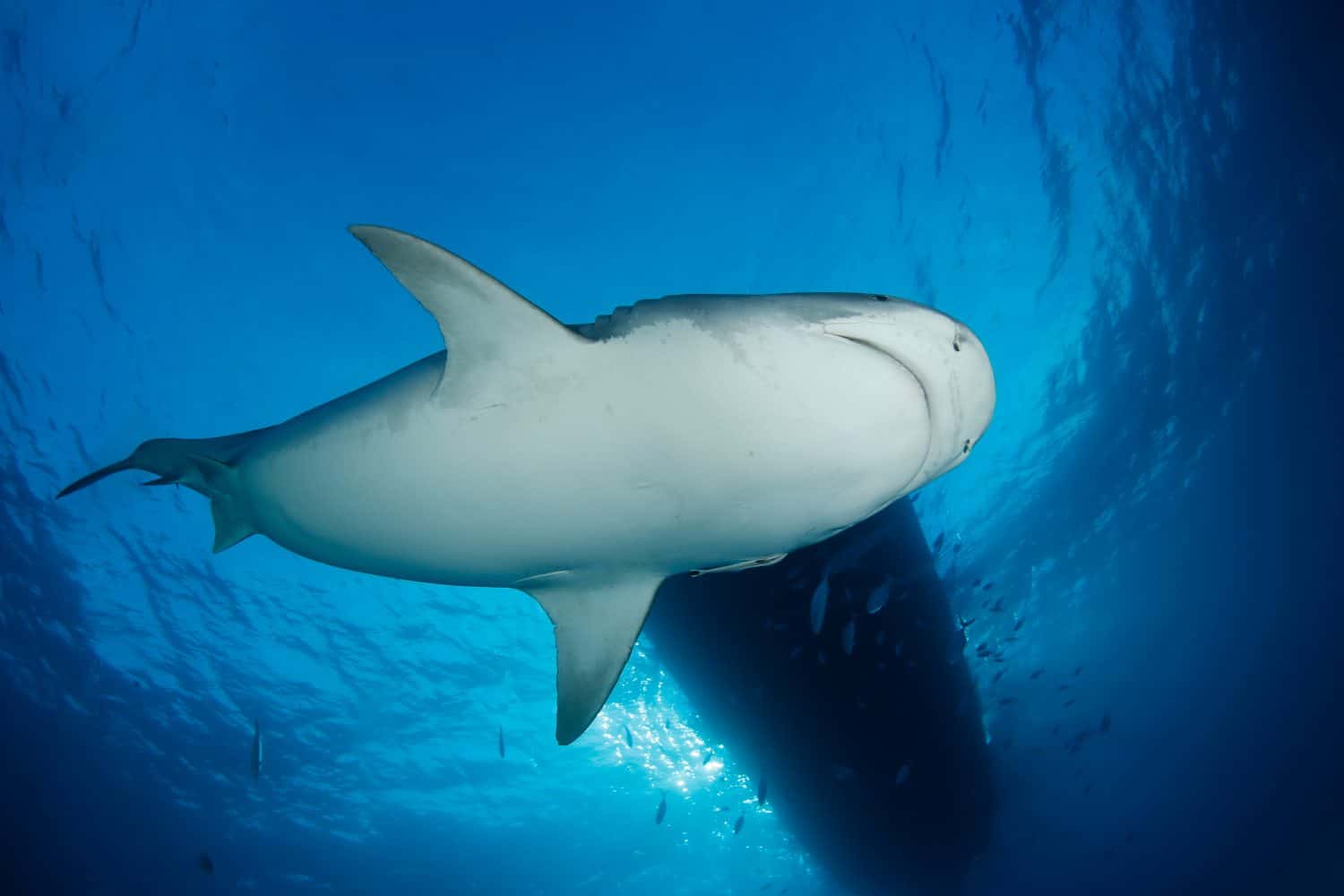 Tiger Shark from below, with Surface and Boat above. Tiger Beach, Bahamas