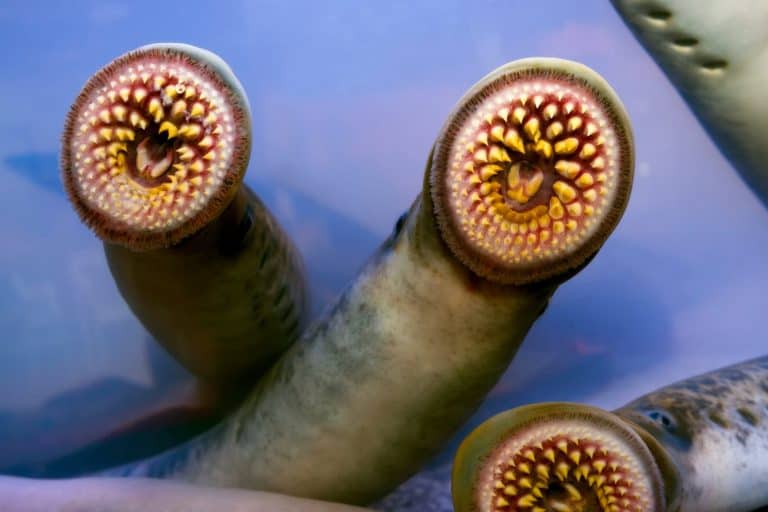 river lamprey a species of parasitic predatory jawless fish , lampern lampetra in Galicia Spain