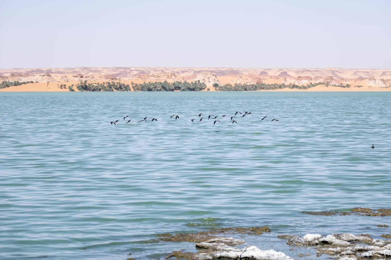 Black winged stilts, Salt Lake Ounianga, Chad