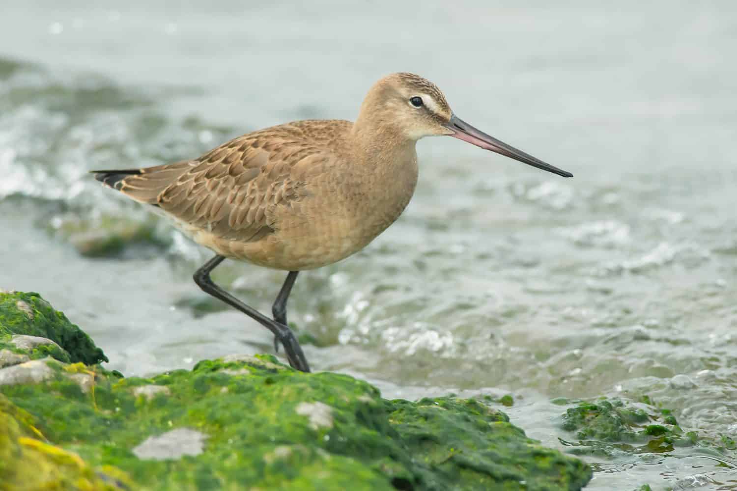 A Hudsonian Godwit walking along the shoreline. Formerly known as the Red-breasted Godwit. Presqu'ile Provincial Park, Brighton, Ontario, Canada.