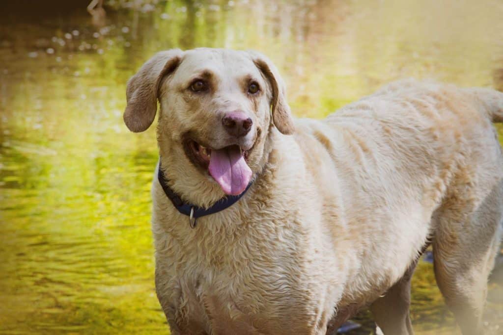 A beautiful up close portrait of light colored Chesapeake Bay Retriever with a colorful water background.