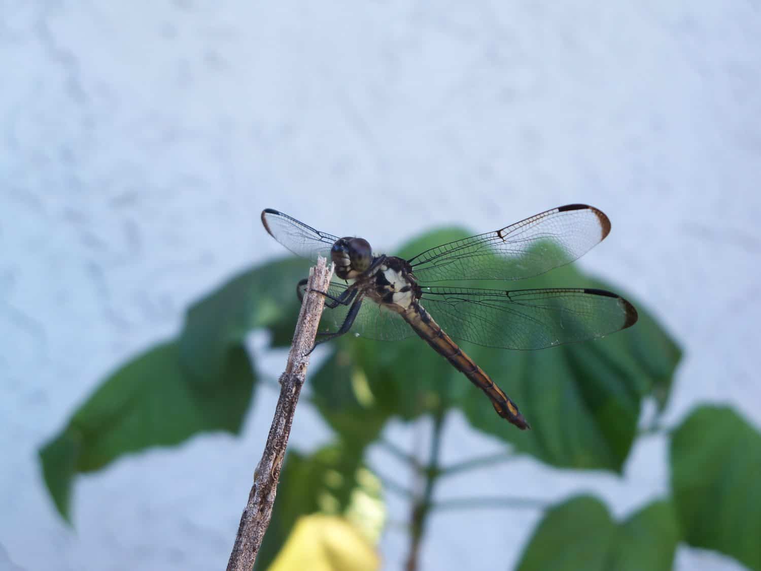 Tiger Spiketail Dragonfly lands on orange flowers