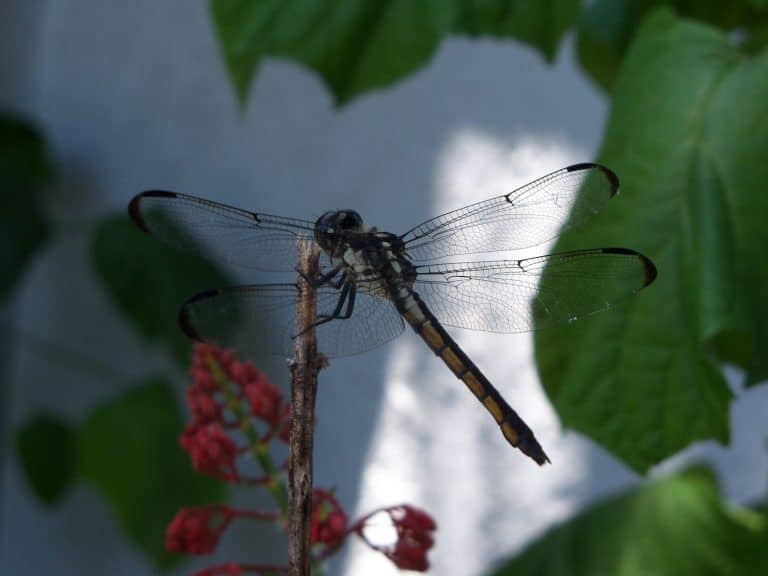 Tiger Spiketail Dragonfly lands on orange flowers