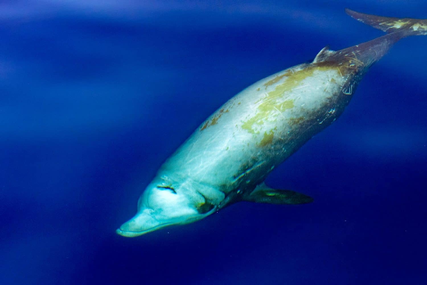 Goose Beaked whale dolphin Ziphius cavirostris ultra rare white underwater