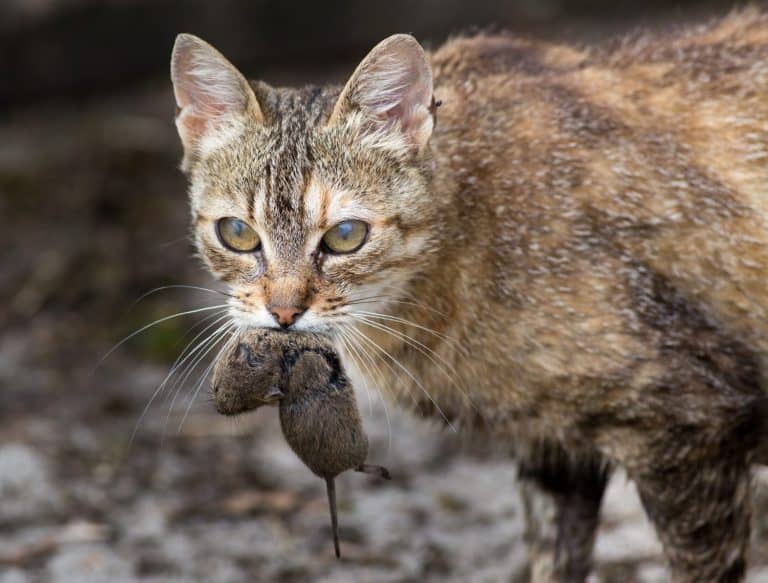 Wild tabby cat holding mouse in mouth