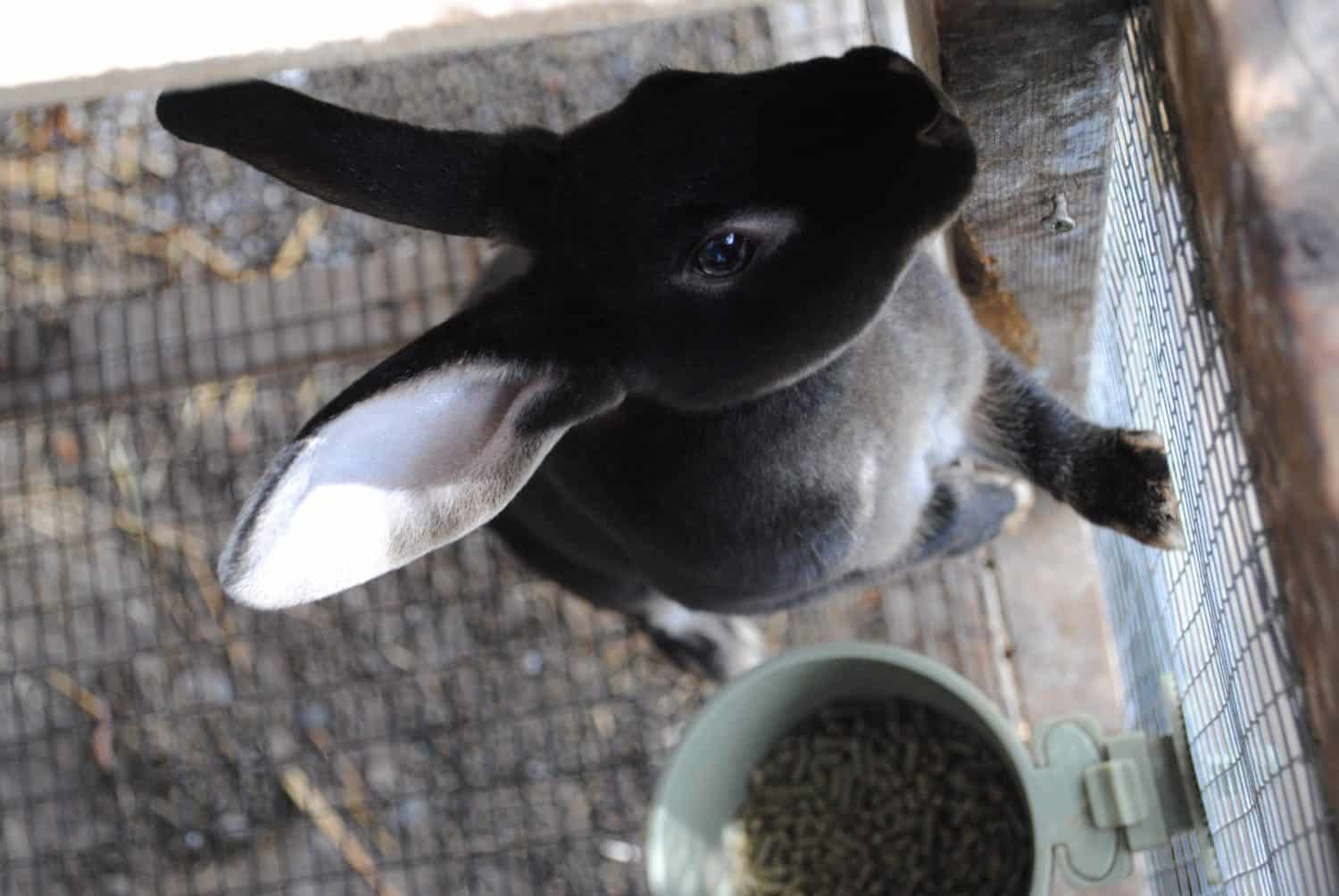 Otter Rex bunnies are so friendly even with the camera