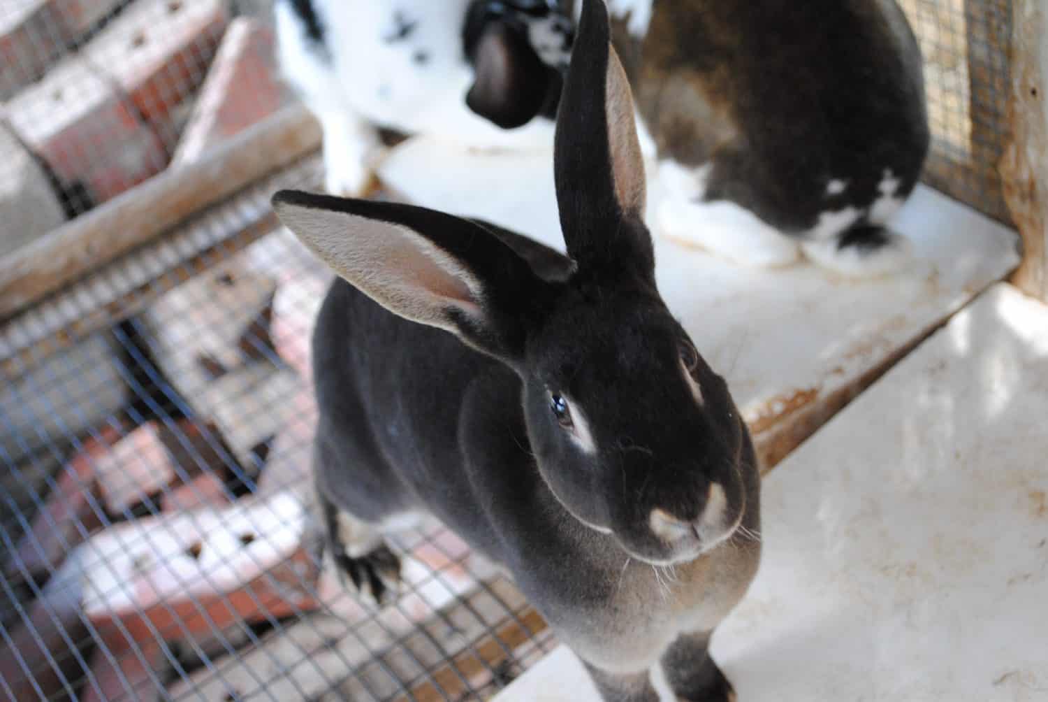 Otter Rex bunnies are so friendly even with the camera