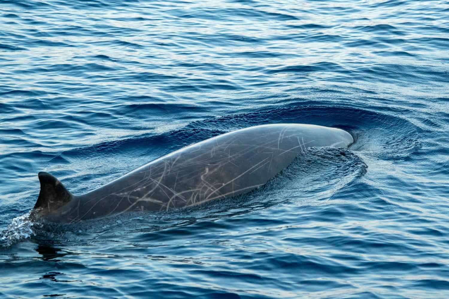 Dolphin goose beaked Cuvier's whale ultra rare to see