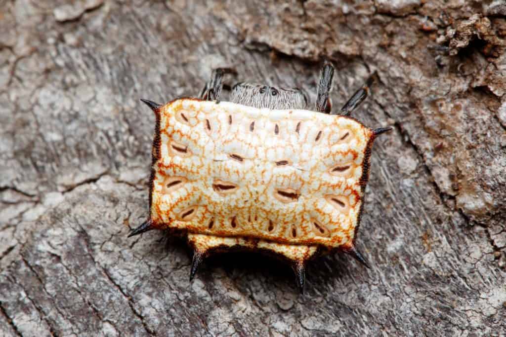 Box kite spider of the genus Isoxya. Photo taken in Ndumo Game Reserve, South Africa.