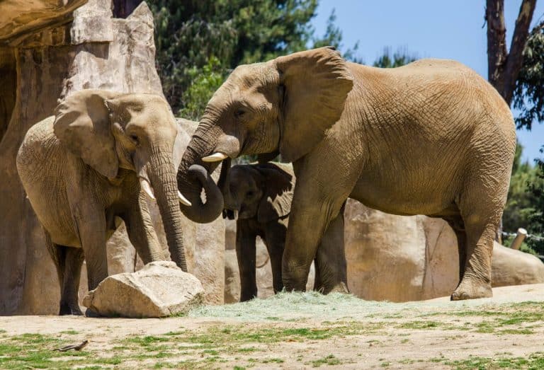 Elephant's family