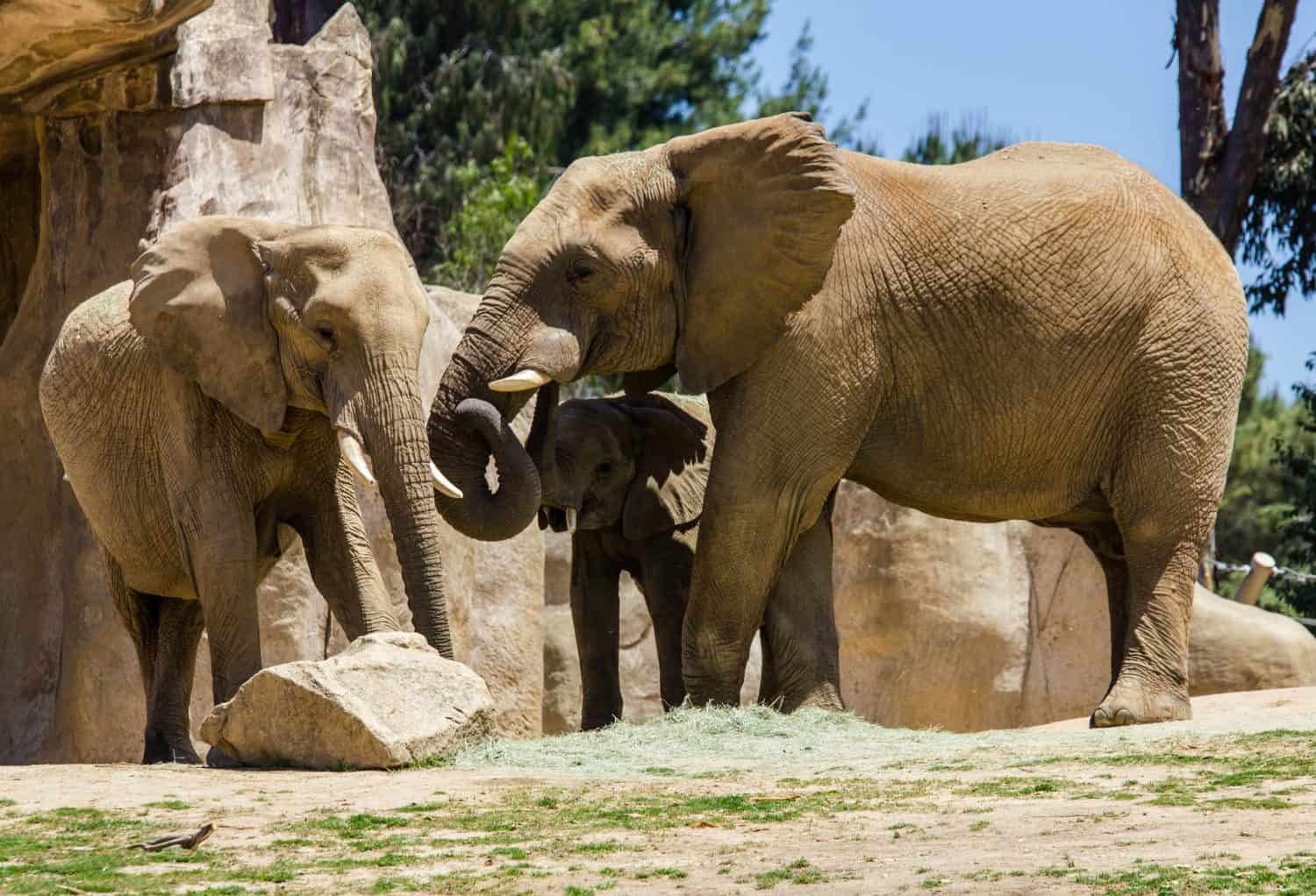 Elephant's family