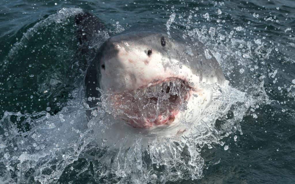 Great white shark with open mouth on the surface out of the water. Scientific name: Carcharodon carcharias. South Africa,
