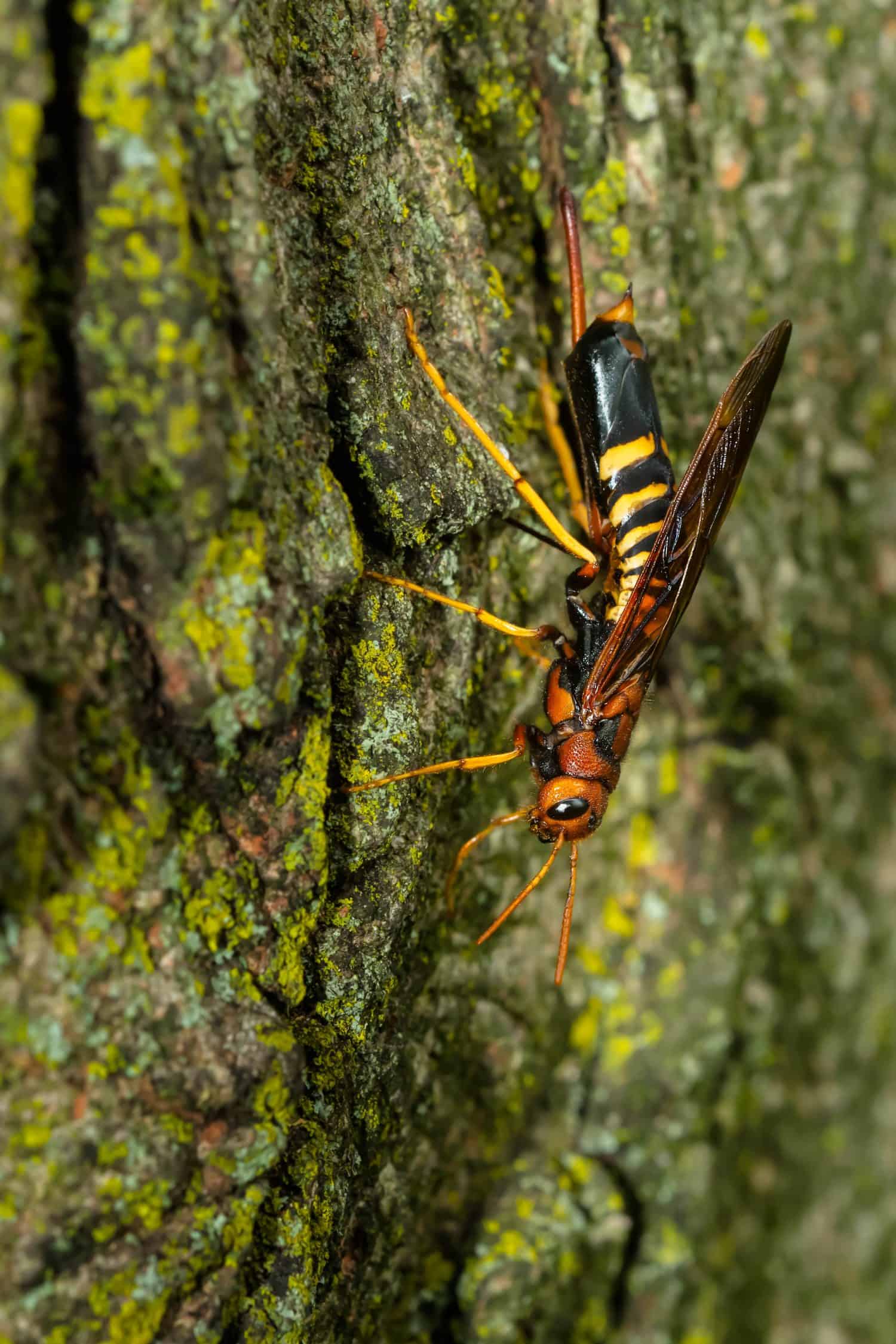 A Pigeon Horntail is resting on the trunk of a tree. Also known as a Wood Wasp. High Park, Toronto, Ontario, Canada.