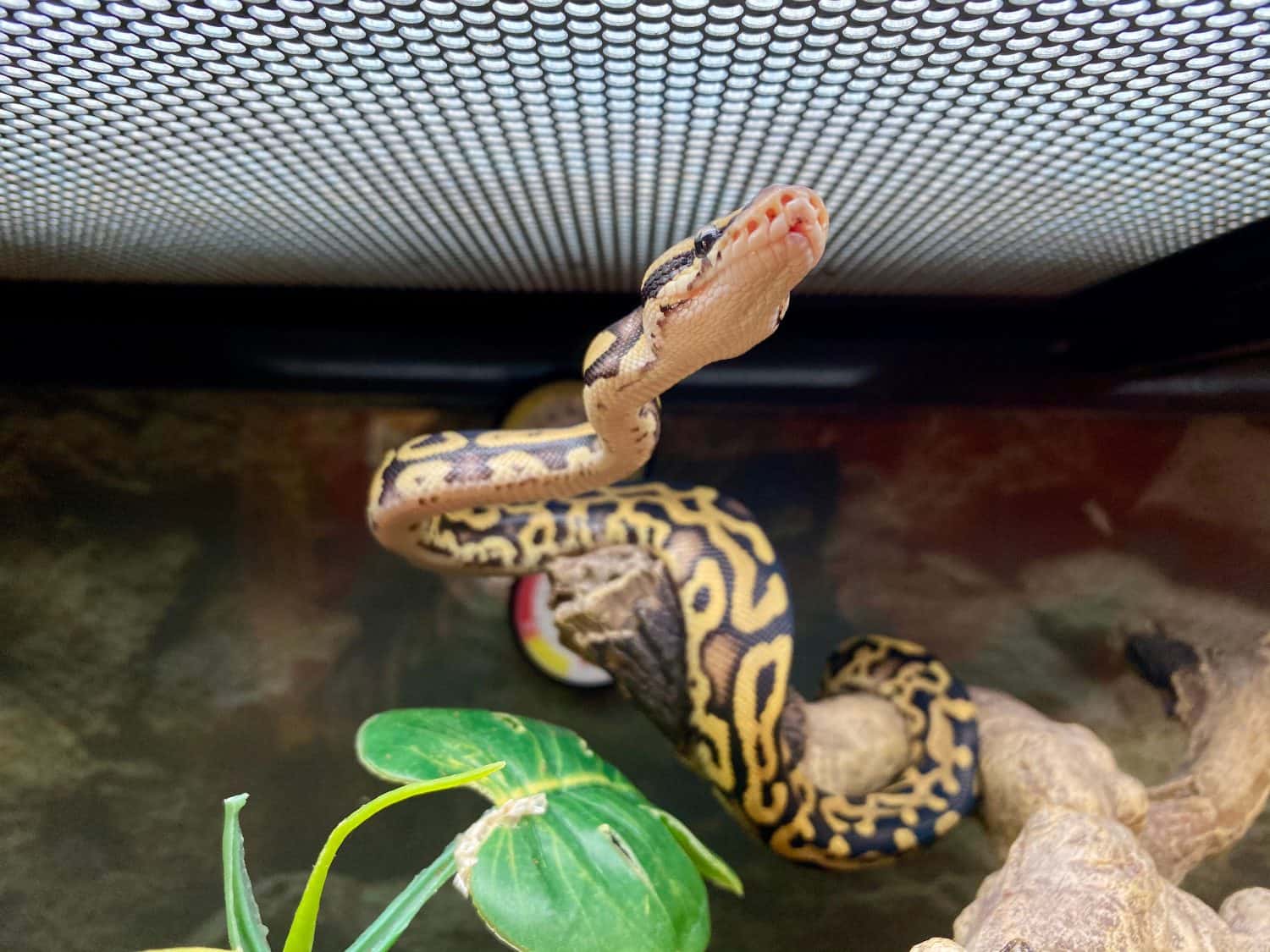 Ball python climbing a log in a terrarium
