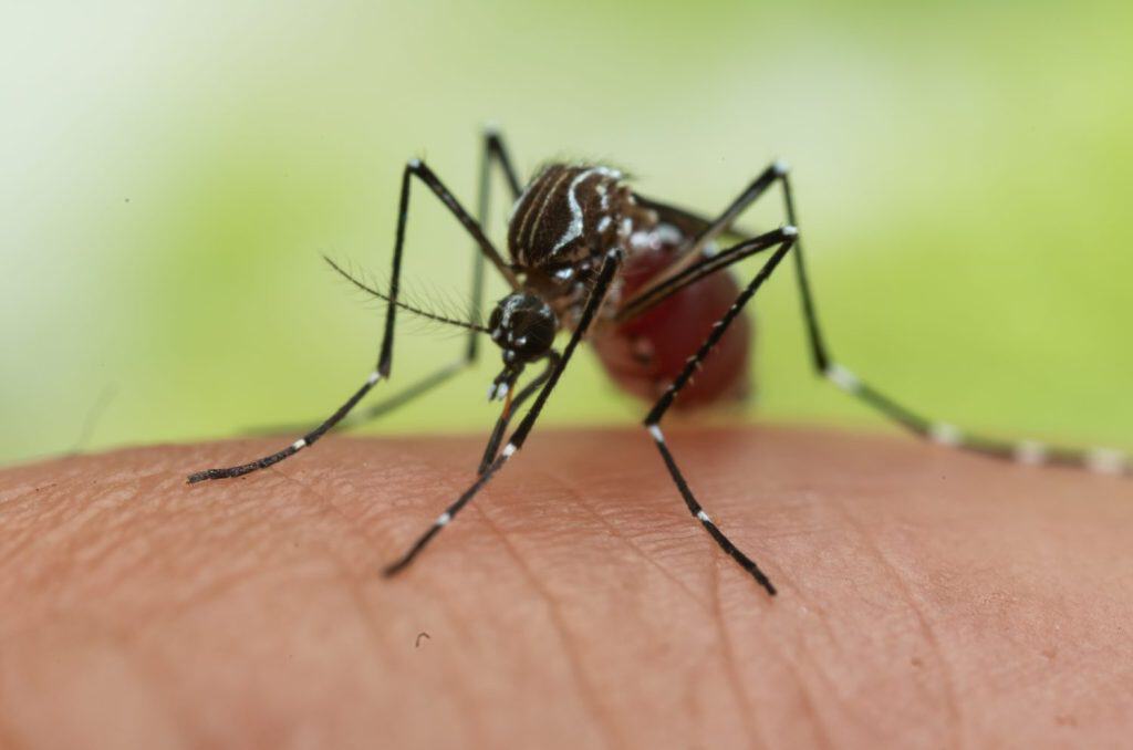 Aedes albopictus Mosquito. Super macro close up a Mosquito sucking human blood,