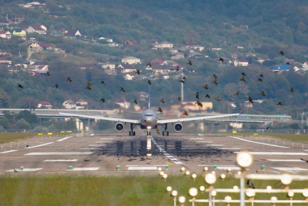 View of a take-off plane at runway at the airport and a flock of birds in front of the airplane. Danger birdstrike
