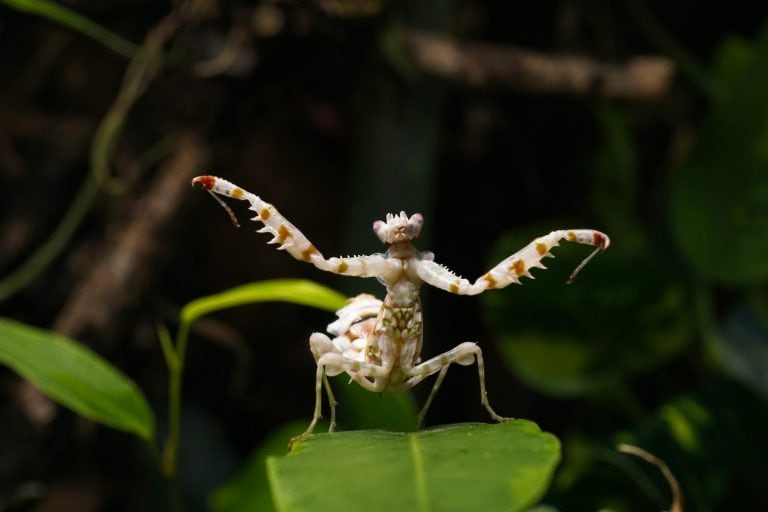 Pseudocreobotra wahlbergi, or spiny flower mantis nymph on green leaf