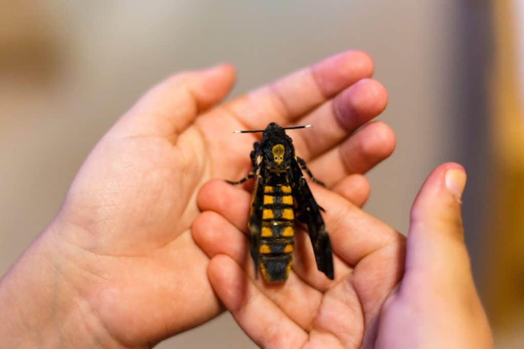 Big Death's-head Hawkmoth on hand