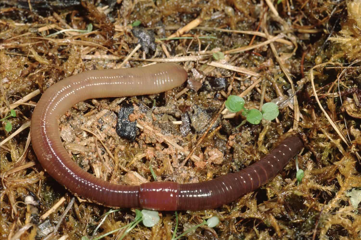 Common Earthworm (Lumbricus Terrestris) Nightcrawler