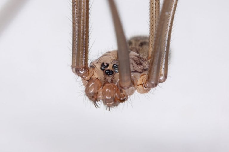 Cellar Spider of the species Family Pholcidae