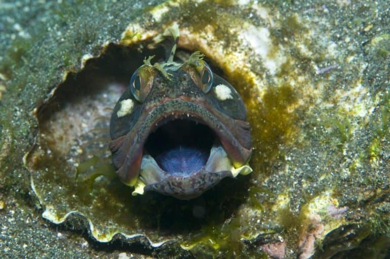 Sarcastic Fringehead