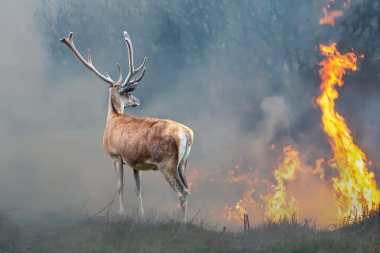 Deer on a background of burning forest. Wild animal in the midst of fire and smoke