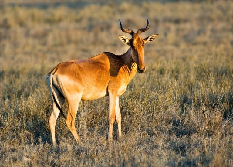Antelope in african savannah. Tsavo national park, Kenya